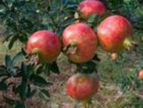 Pomegranate Rind Extract